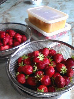 苺収穫